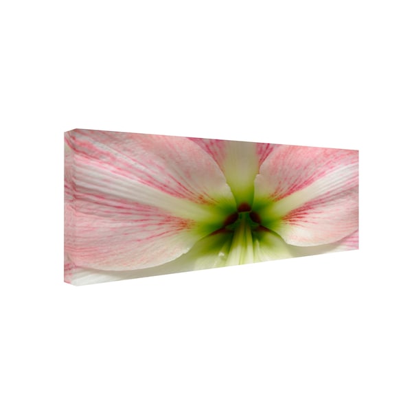 Kurt Shaffer 'Amazing Amaryllis' Canvas Art,24x47